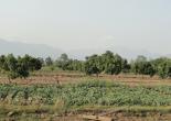High density mango plantation with vegitable inter-cropping